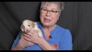 Cute mini labradoodle puppies video