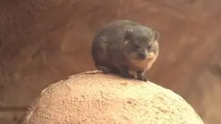 Four rock hyrax pups born at Chester Zoo... and they're quite the handful!