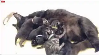 Tiny Kittens Very whappy paws milk bar attempts