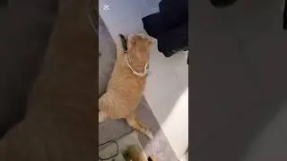 Prince being playful 😺🐈😸😻✨🐾