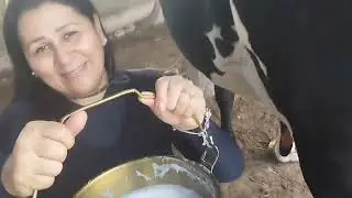 Tirando o leite da vaca sozinha
