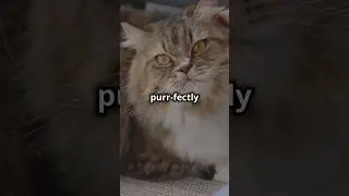 Meet The 26 Year Old Cat That BROKE World Records! 😻