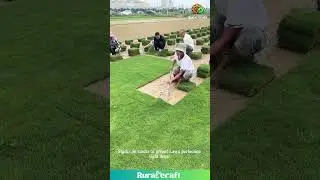 This Grass Peeling is My New ASMR! 😂 Lawn Goals AF! #oddlysatisfying #lawn #gardening #asmr