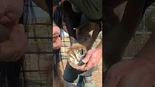 Trimming for Thrush #horse #satisfying #asmr 