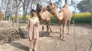 Beautiful Camel farming season qurbani 