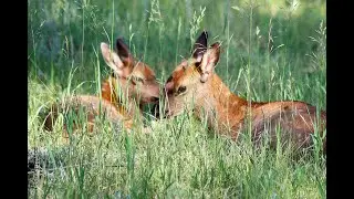 DLC World Wildlife Day