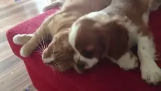 Cavalier is showing his love to me&hearts;