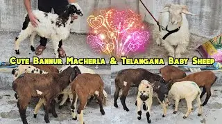  Macherla Bannur Ongole & Telangana Baby Sheep Available at Moghalpura Charminar | Hyderabad #baby