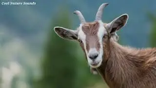 Animal Sounds Goat, Goat Voice Sound, Voice of Goat, Goat Call, Goat Mp3 Sound, Goat Sound Effects