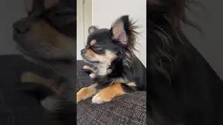 A little rest 😴 #relaxing #dog