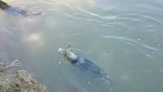 Alaskan malamute-PART 1-Benefit of swimming--exercise and playtime