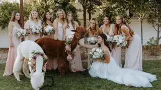 I Do 205: Garden of Eden Mobile Petting Zoo and the Wedding Alpacas