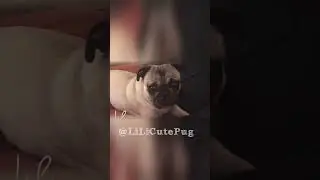 Carlino LiLi Cute Pug ❤️