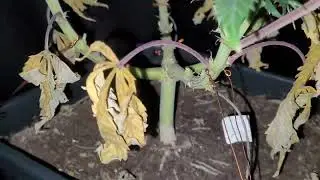 Big Buddha cheese week 8 flower harvest