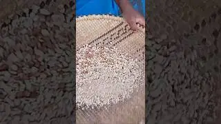 Filtering  The Ground Nuts To Remove Big Grains and leave the smallest  ones to use For Cooking🫕🥜