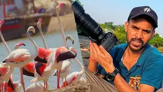 Best Wildlife और Birds Videography Camera and Lens | Lumix GH7 | Flamingo Birds Navi Mumbai