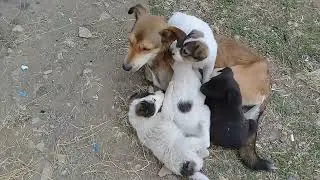 Mother dog bites her puppies | New Born Stray puppies play with Mother dog tail | Mountain Village
