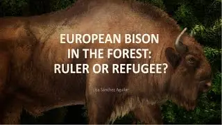 European bison in the forest: Ruler or refugee?
