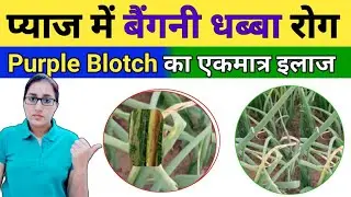 How to control purple blotch in onion crop | purple blotch | onion crop disease and management