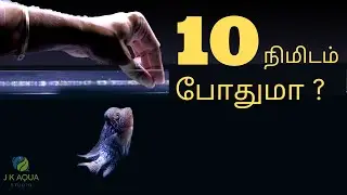 #124 MY DAILY ROUTINE TO KEEP FLOWERHORN TANK CLEAN | TAMIL