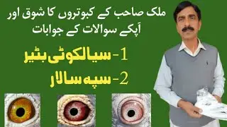 My Racing Pigeons 2022 Pakistan, Training Tips, Eye Sign, Flying Speed & Answers of Your Questions.