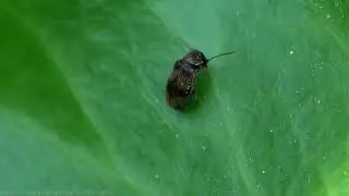 Ivy Boring Beetle (Ochina ptinoides) - Brighton, June 2023