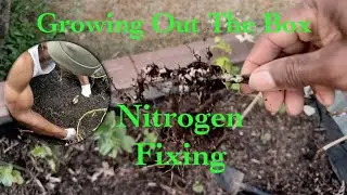 Live Nitrogen Fixing
