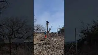 Ash tree removal timelapse