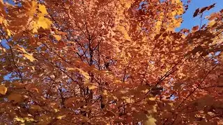 Pathfinder Radio 🍁🎧| Fall Focus - 1 Hour