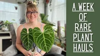 Rare Houseplant Unboxing 😱 - The Plant Dealer Subscription Box and More - Unboxings