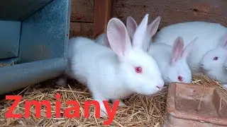 Zmiany Zmiany Zmiany 🐇❤️