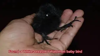 White breasted Waterhen baby bird feeding