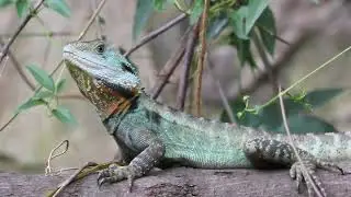 Nature video: Eastern water dragon at the Australian National Botanic Gardens, Canberra.