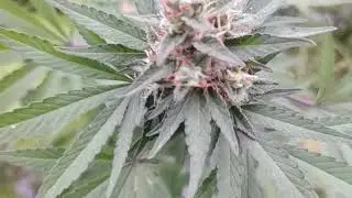 Unknown Random Strain 2 Week's From Harvest 😮