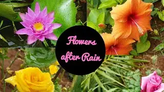 Flowers After Rain | Best Flowering Plants in Rainy Season-Part 1