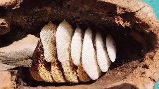 How 🐝 (BEE) Collect Mad Honey From Himalayan, (@HIMALAYAN MAD HONEY)
