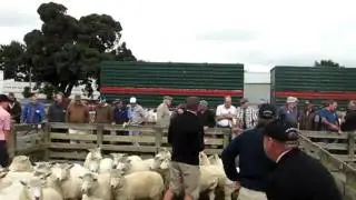 Fielding Sales Yards, New Zealand