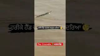 Harike pattan news today🐊crocodile in harike pattan Flood #viral #shorts #satluj #crocodile #harike