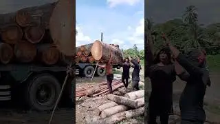 huge timber log transportation by manpower #carpentry #forest #woodwork #lifting #wood