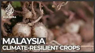 Malaysian researchers focus on resilient crops