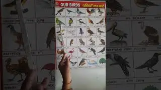 birds name in english and hindi//#kidslearning #shortvideo
