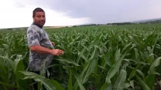 Царевица по технология no till 2017 2