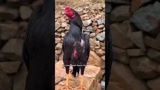 #aseelmurga #birds #kabutar #youtubeshorts #pakistan #india #cute #funny #love #shorts #trending