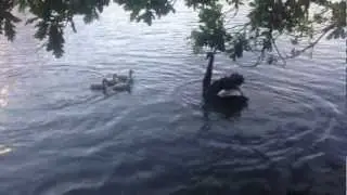 Strange swan behaviour on Lake Wendouree, Ballarat.