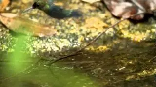 Long-tailed Woodnymph - beija-flor-de-costas-violetas - Thalurania watertonii