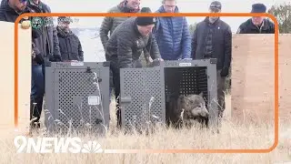 Another cow death reported at ranch where 5 cattle were killed by wolves