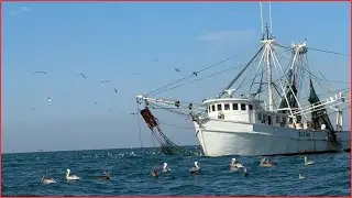 Shrimp Boat with lots of Pelicans and Seagulls in NC near Cape Lookout; #shrimp #pelicans #fishing