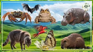 The Special Beauty of Animals - Horse, Sheep, Turkey, Hamster, Cat, Giraffe, Koala | Animal sounds