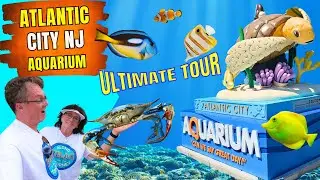 Atlantic City New Jersey Aquarium - Dive into NJ's Underwater World