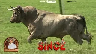 SINCE 2025 Toros de la Ganader&iacute;a San Antonio de MILAD BARGUIL #videoviral #toros 